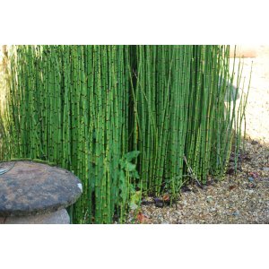  Japonský prasličkovec (Equisetum japonicum) - výška 140-160 cm, kont. C10L